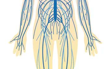 Clasificación de los nervios del sistema nervioso periférico