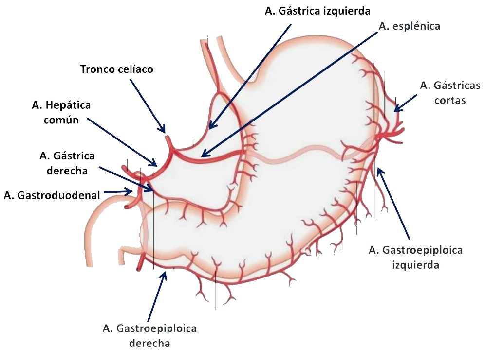 ¿Cuáles son las arterias del estómago?