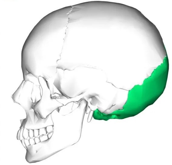 Huesos del cráneo: occipital