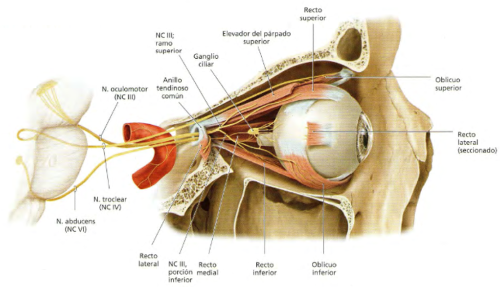 ¿Qué nervios inervan los músculos extrínsecos del ojo?