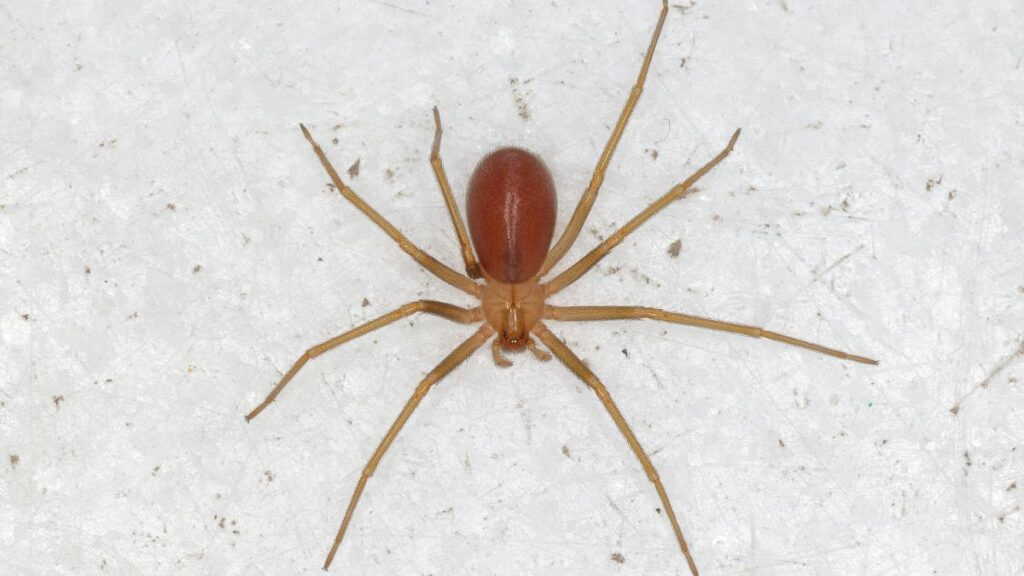 ¿Cuáles son las manifestaciones locales y sistémicas de loxoscelismo?