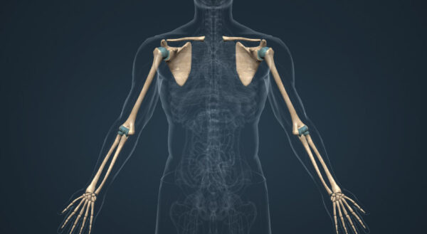 ¿Cuáles son los huesos del miembro superior?