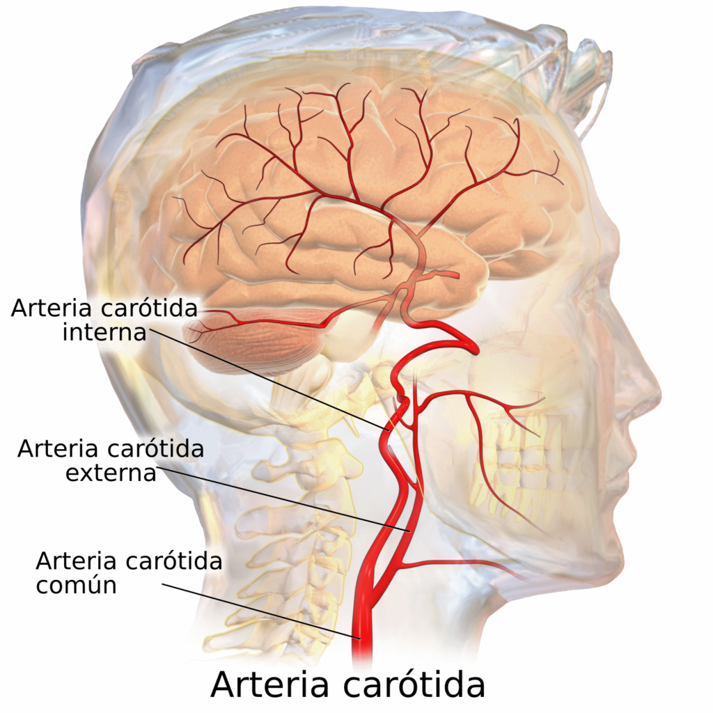 ¿Qué es la arteria carótida común?