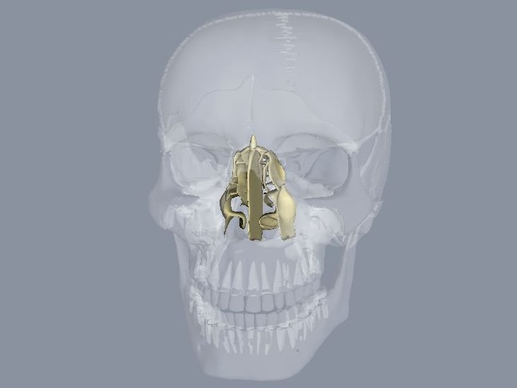 Huesos del cráneo: etmoides