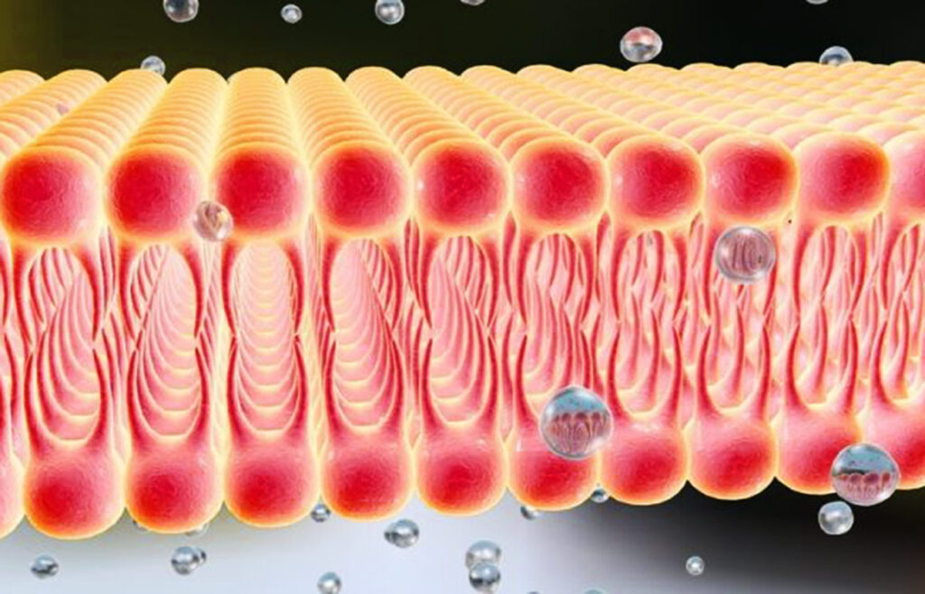 ¿Cuáles son los tipos de lípidos de las membranas celulares?