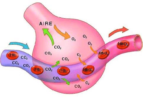 Intercambio de gases a nivel de la membrana alveolar