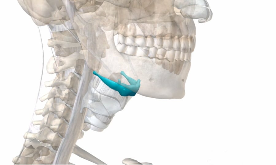 ¿Cuál es el hueso hioides?