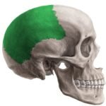 Huesos del cráneo: parietal