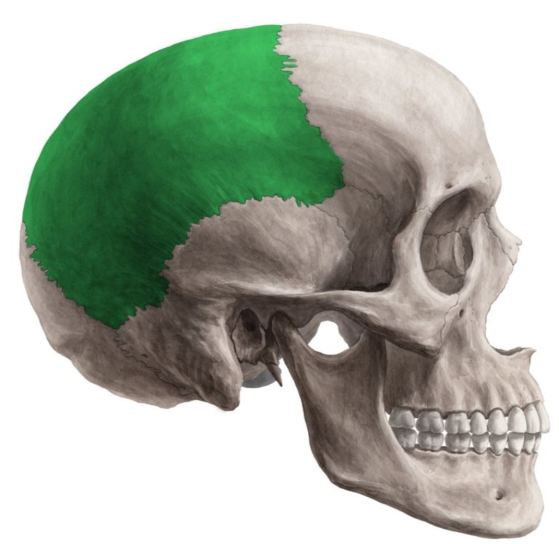 Huesos del cráneo: parietal