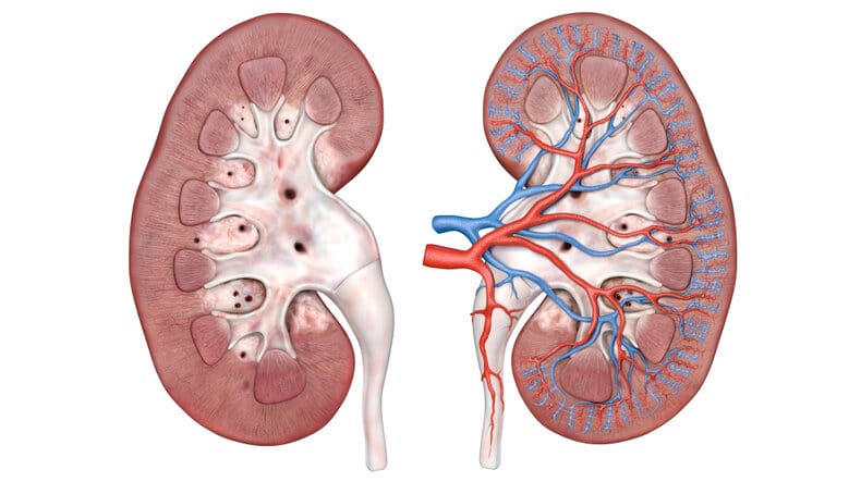 ¿Cómo es la vascularización arterial renal?