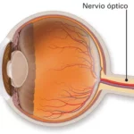 Anatomía del nervio óptico