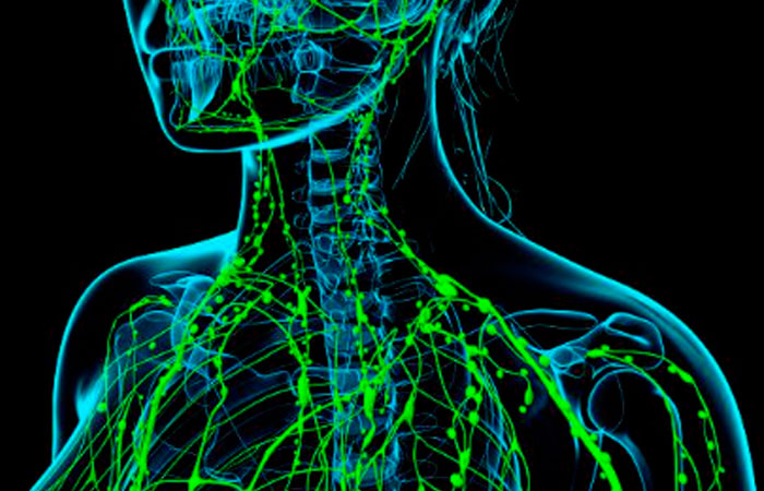 ¿Qué es el sistema circulatorio linfático?