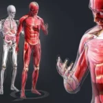 ¿Cuáles son los sistemas que conforman el cuerpo humano?