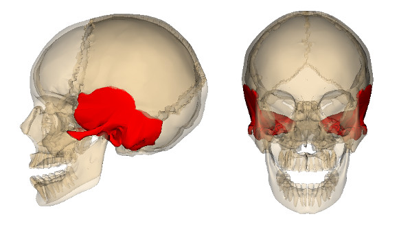 Huesos del cráneo: temporal