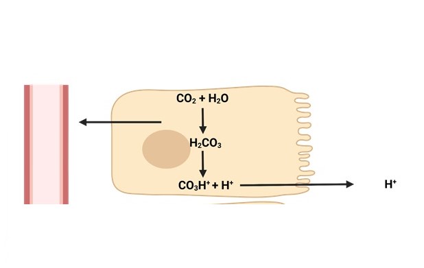 ¿Qué factores influyen en la excreción de iones hidrógeno por el riñón?