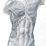 Conceptos de Anatomía Humana