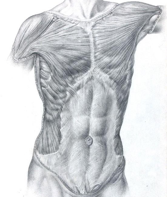 Conceptos de Anatomía Humana