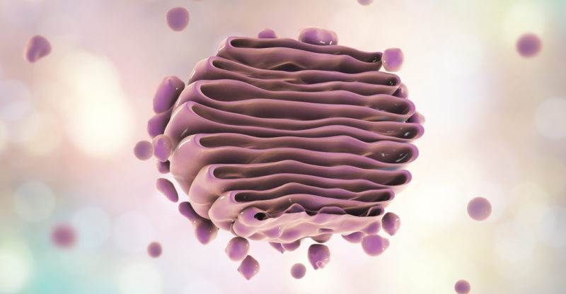 Aparato de Golgi y las vesículas secretoras.