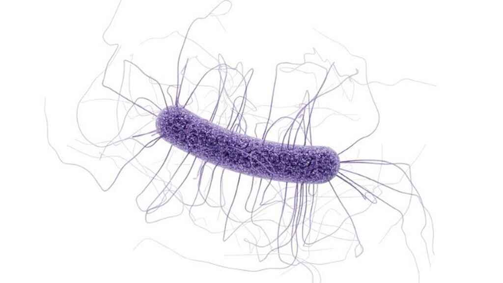 ¿Qué es la colitis por Clostridium difficile?