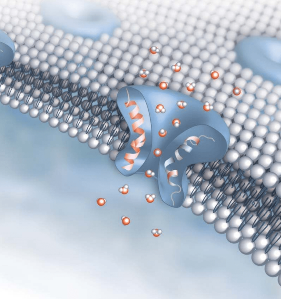 ¿Qué son las acuaporinas?