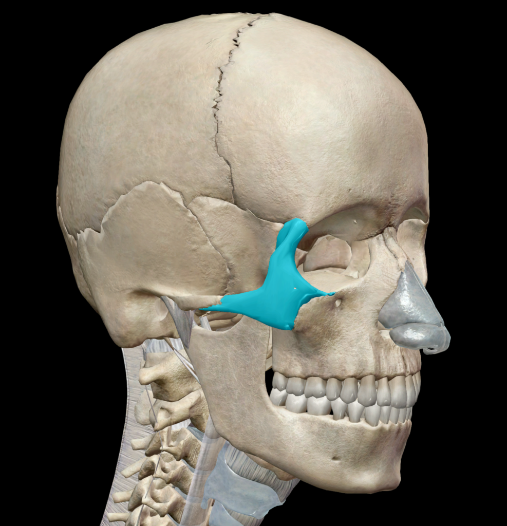 Huesos de la Cara: cigomático