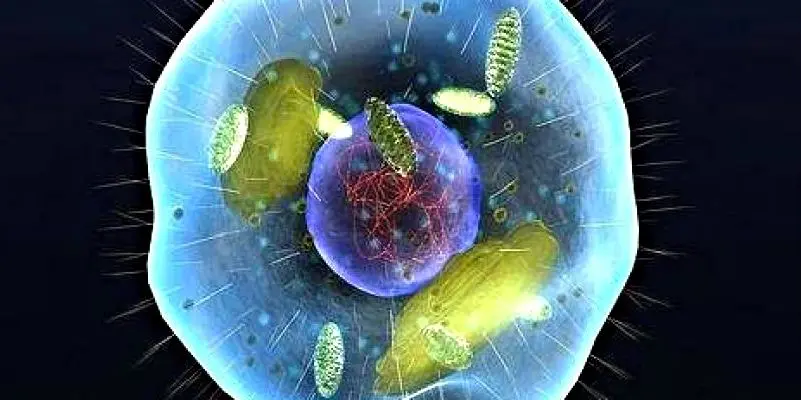 ¿Qué es la autofagia celular?