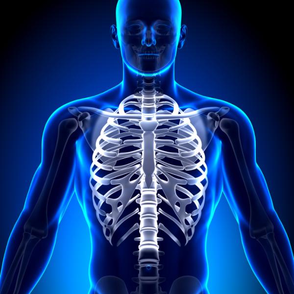 ¿Qué es la caja torácica?