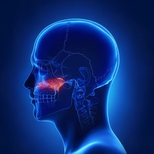 Huesos del macizo facial: vómer