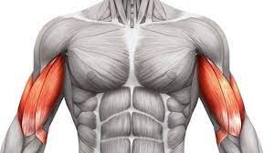 Músculos flexores del brazo: músculo bíceps y músculo braquial.