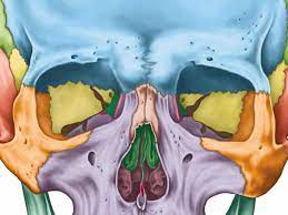 Anatomía de las cavidades orbitarias.