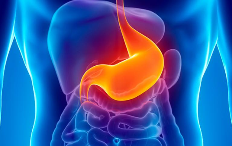 Anatomía general del estómago