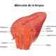 ¿Cuántos músculos tiene la lengua?