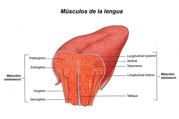 ¿Cuántos músculos tiene la lengua?