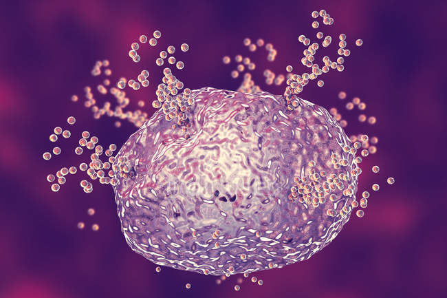 ¿Cuál es la función de la Inmunoglobulina E y los mastocitos en la alergia?
