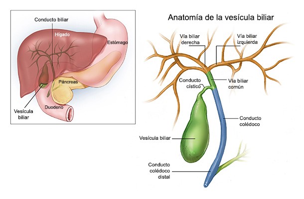 Anatomía de las vías biliares