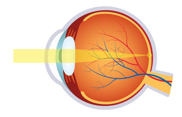 ¿Cómo es la óptica del ojo humano?