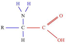 ¿Cómo se clasifican los aminoácidos?