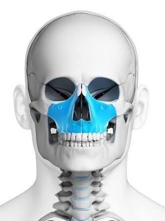 Huesos de macizo facial: maxilar