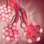 ¿Cómo es la estructura del alvéolo?