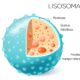 ¿Qué son los lisosomas?