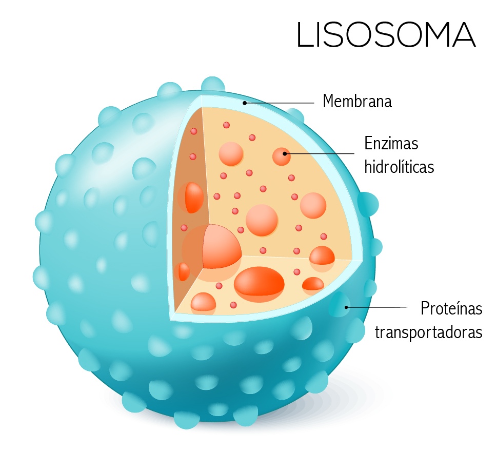 ¿Qué son los lisosomas?