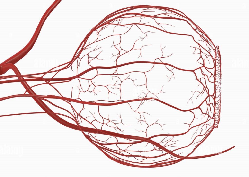 Anatomía de la arteria oftálmica.