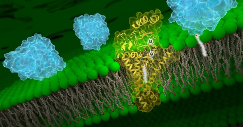 ¿Cómo se clasifican los mediadores químicos según la distancia de las células blanco?