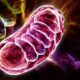 ¿Qué son las mitocondrias?