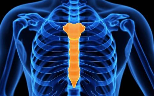 Huesos de la caja torácica: esternón