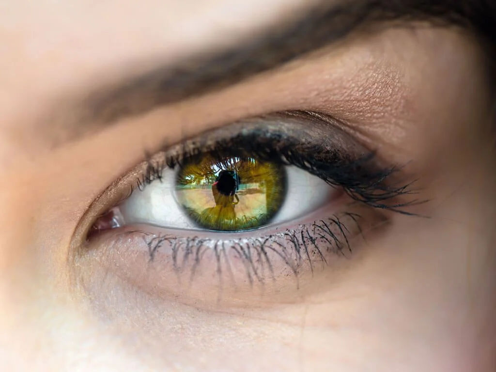 ¿Qué es el ojo? Anatomía general