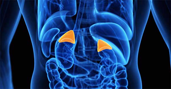 Anatomía de las glándulas suprarrenales