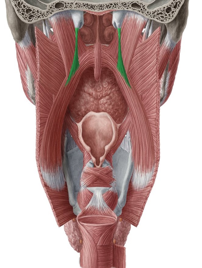 ¿Cuáles son los músculos de la faringe?