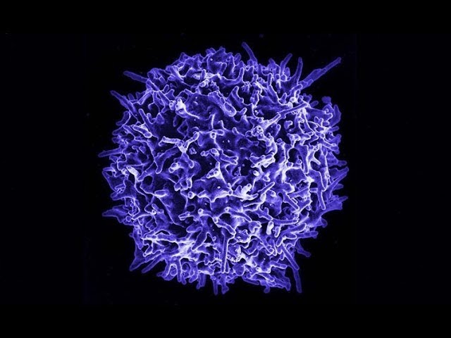 ¿Qué son los linfocitos T citotóxicos?