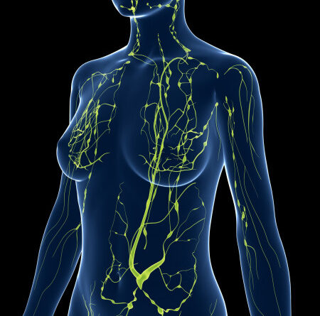 Anatomía general de los vasos linfáticos